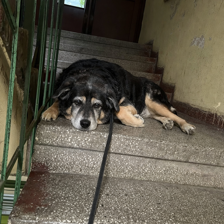 Urcă greu scările